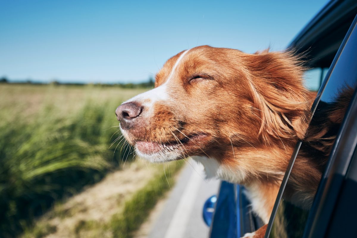 Neues Gesetz in Florida: Hunde sollen den Kopf nicht mehr aus einem fahrenden Auto halten