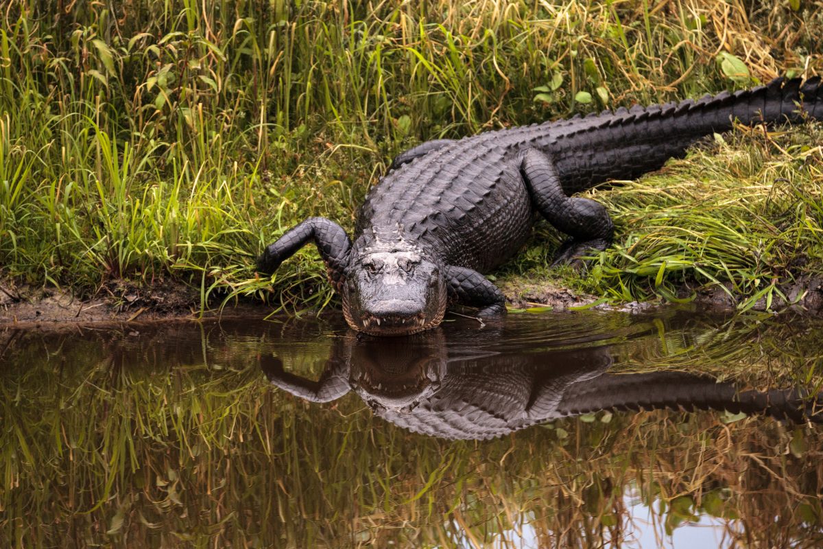 New York: Ausgesetzter Alligator versetzt Menschen im Park in Angst und Schrecken