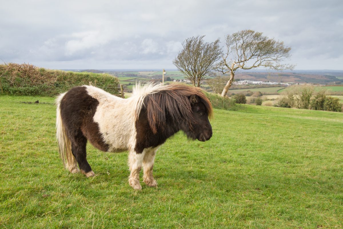 In diesem Dorf ist ein Pony Bürgermeister