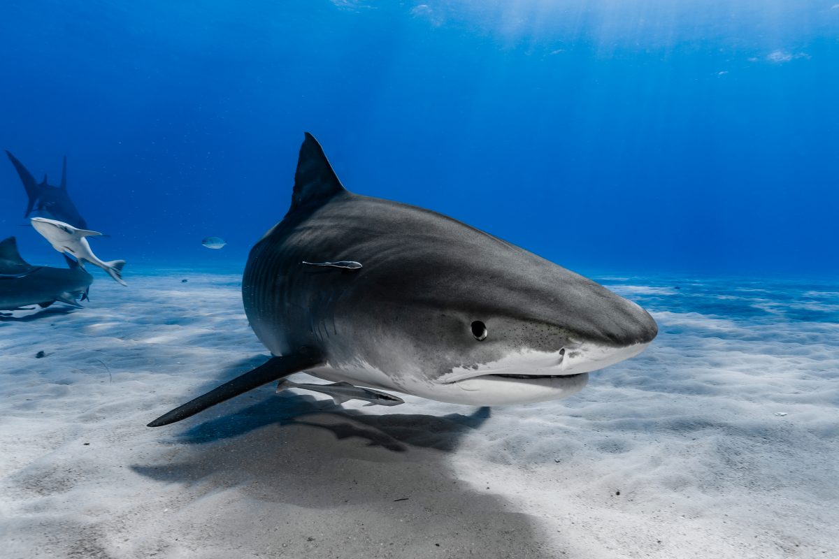 Argentinien: Vermisster Mann in Hai-Magen gefunden