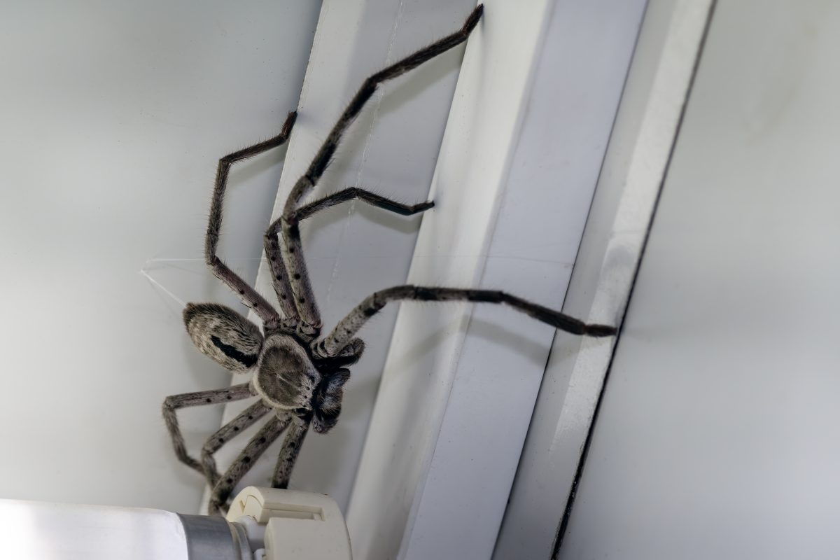 Australien: Frau bietet Menschen Geld, damit sie riesige Huntsman-Spinne von ihrer Wand entfernen