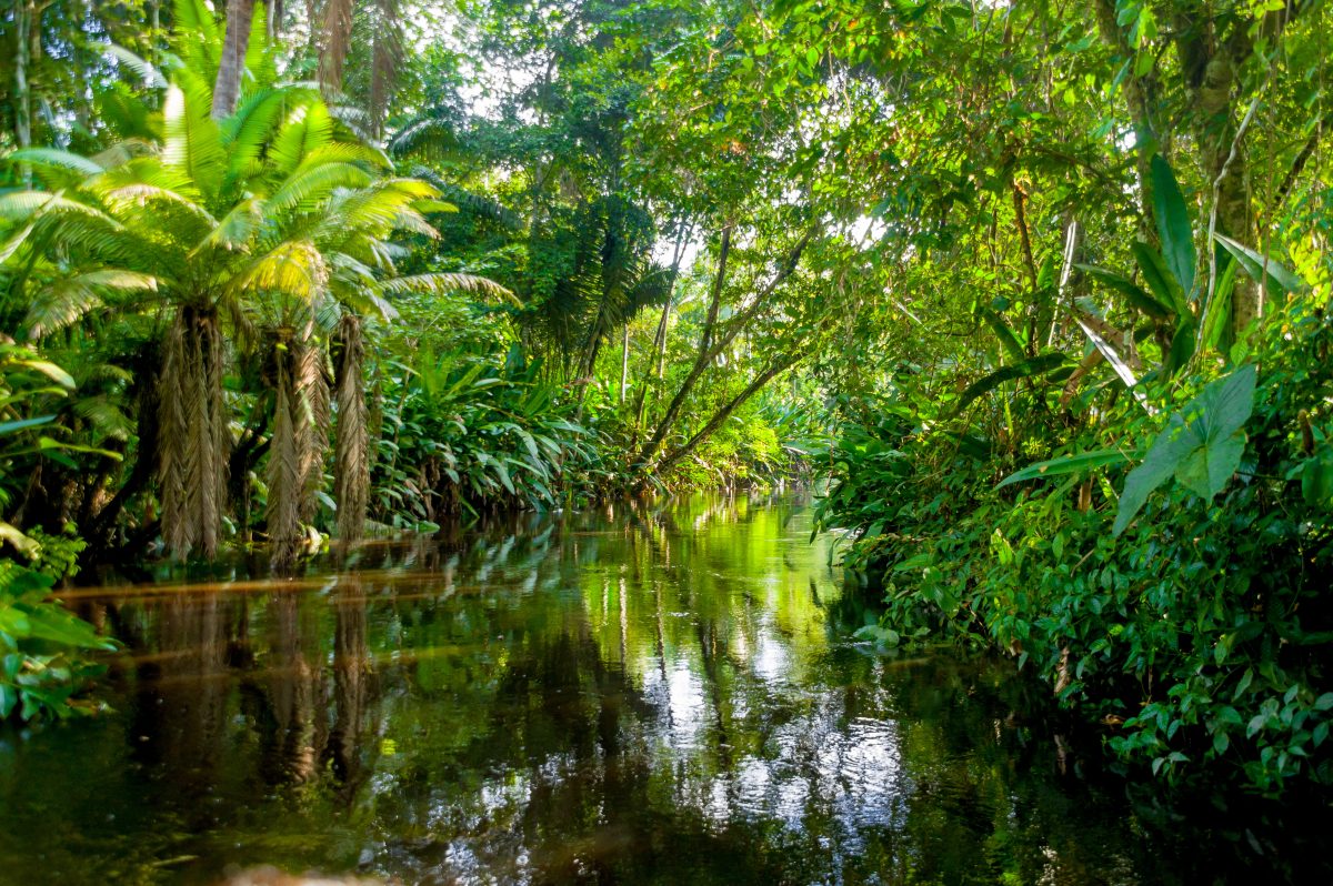 Mann sitzt 31 Tage im Amazonas fest – und überlebt nur dank Würmern und seinem eigenen Urin