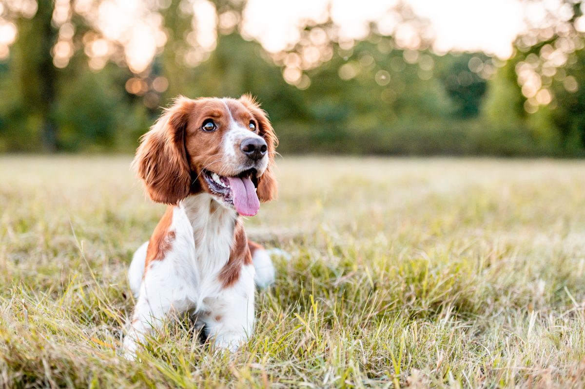 So hat die künstliche Intelligenz ChatGPT einem Hund das Leben gerettet