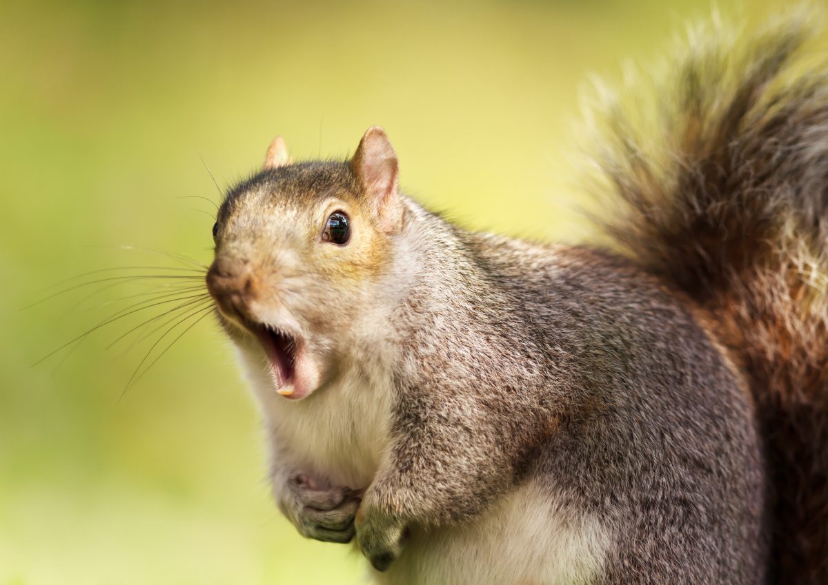 Warum Eichhörnchen Essen gut für den Klimaschutz sein soll 
