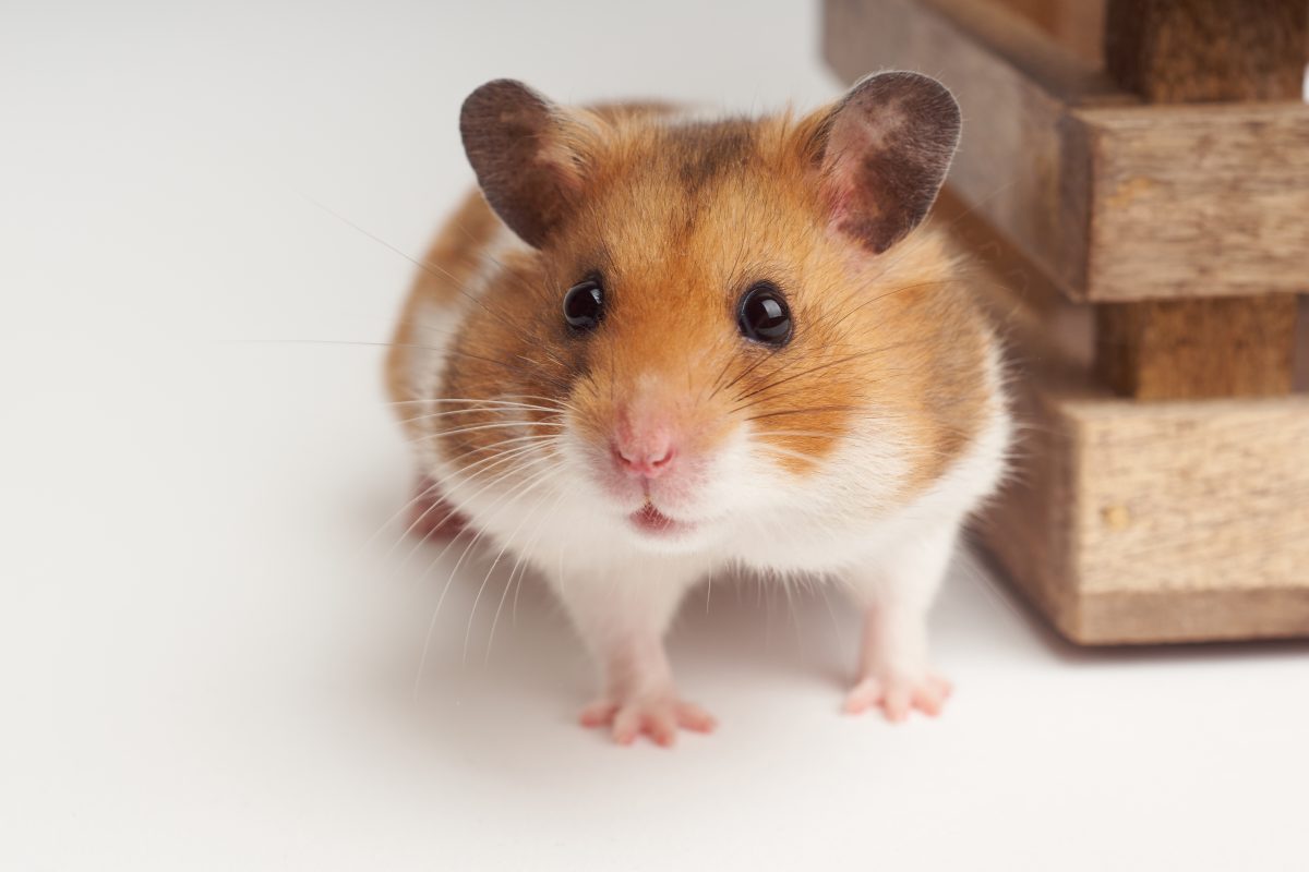 Frau tötet Hamster und isst das Tier vor laufender Kamera