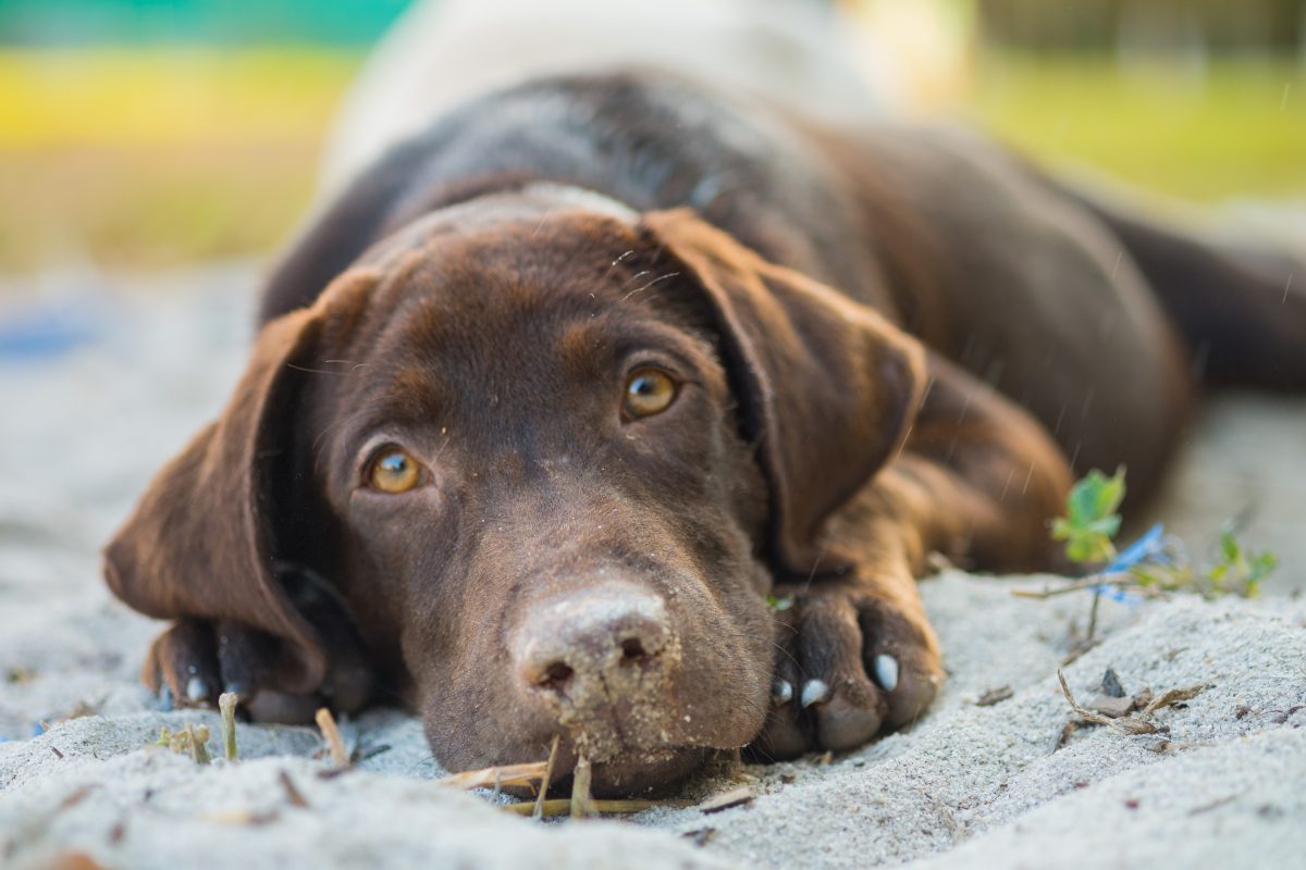 Großbritannien: Alkoholabhängiger Hund konnte gerettet werden