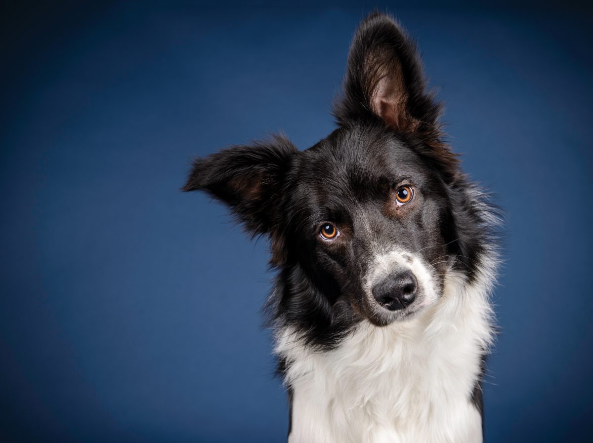 „Bester Filmhund“: Dieser Border Collie gewinnt Filmhund-Preis in Cannes