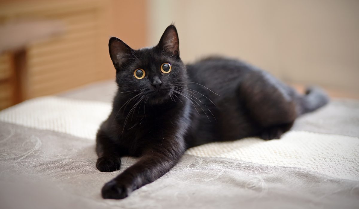 TikToker lässt verstorbene Katze gefriertrocknen – und sorgt für hitzige Diskussionen