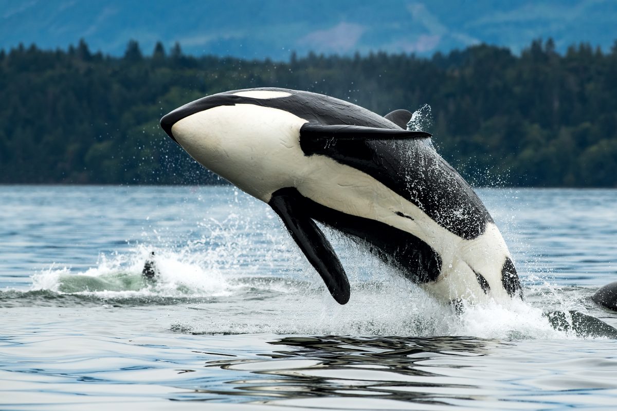 Orcas attackieren immer häufiger Boote: Das steckt dahinter