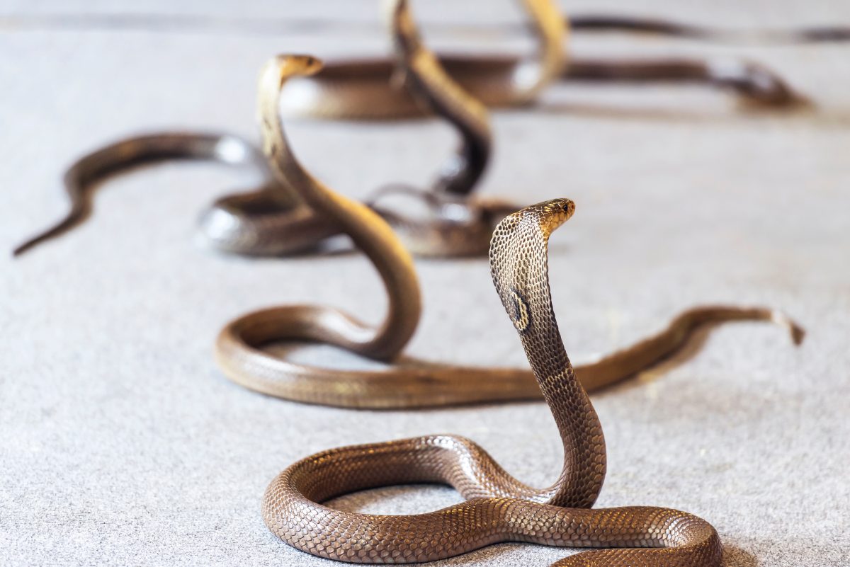 Frau entdeckt dutzende Schlangen in den Wänden ihres neuen Hauses