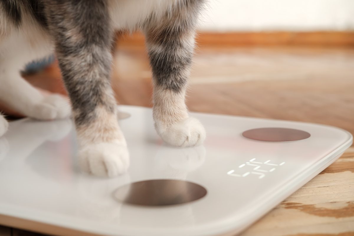 Die „dickste Katze der Welt“ macht jetzt eine Diät