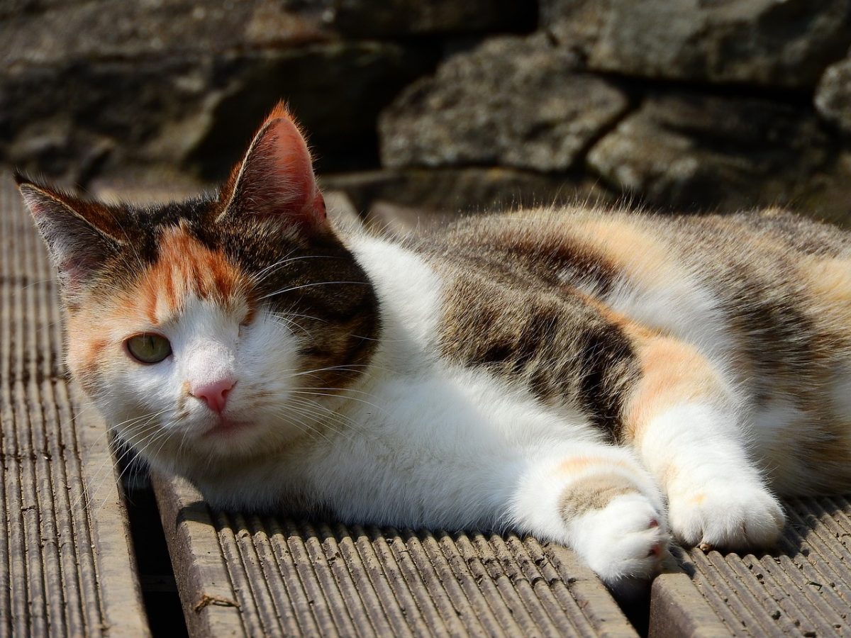 Katze büxt während dem Flug aus und spaziert durch Flugzeug