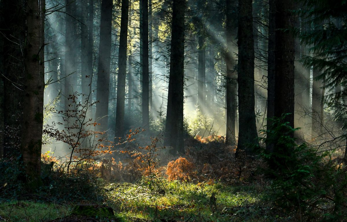 Maggi Geruch im Wald? Dann solltest du schleunigst umkehren!