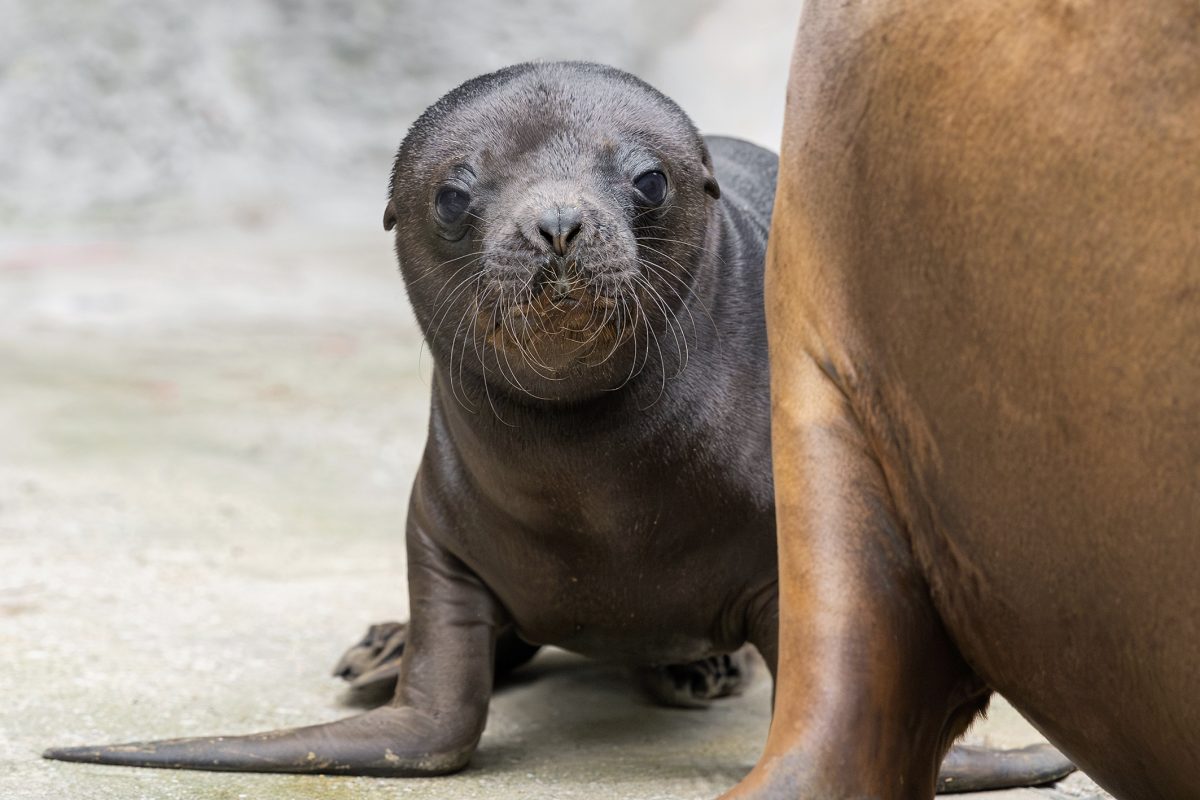 Robben-Baby im Tiergarten Schönbrunn