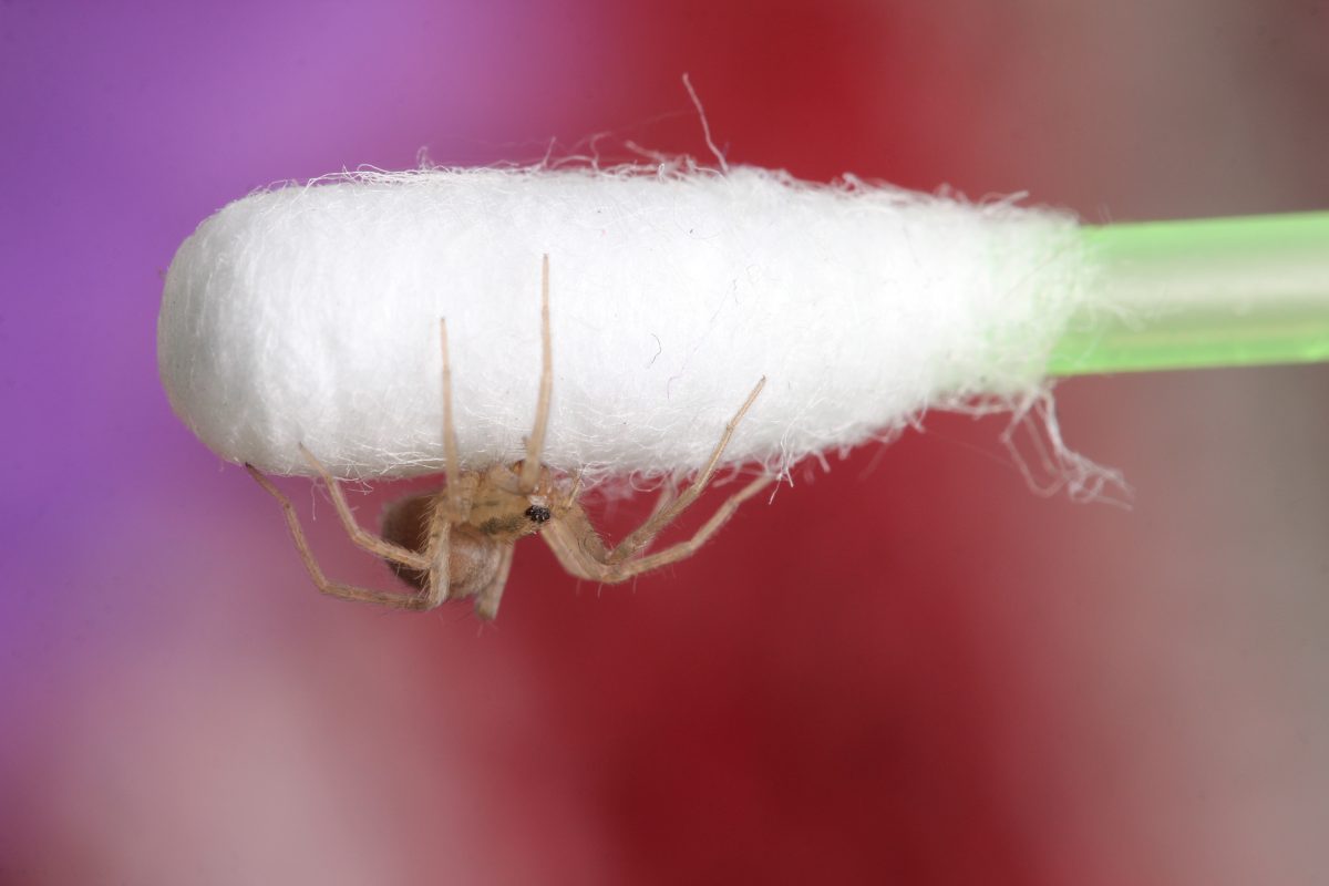 Spinne nistet sich in Ohr von schlafendem Mann ein