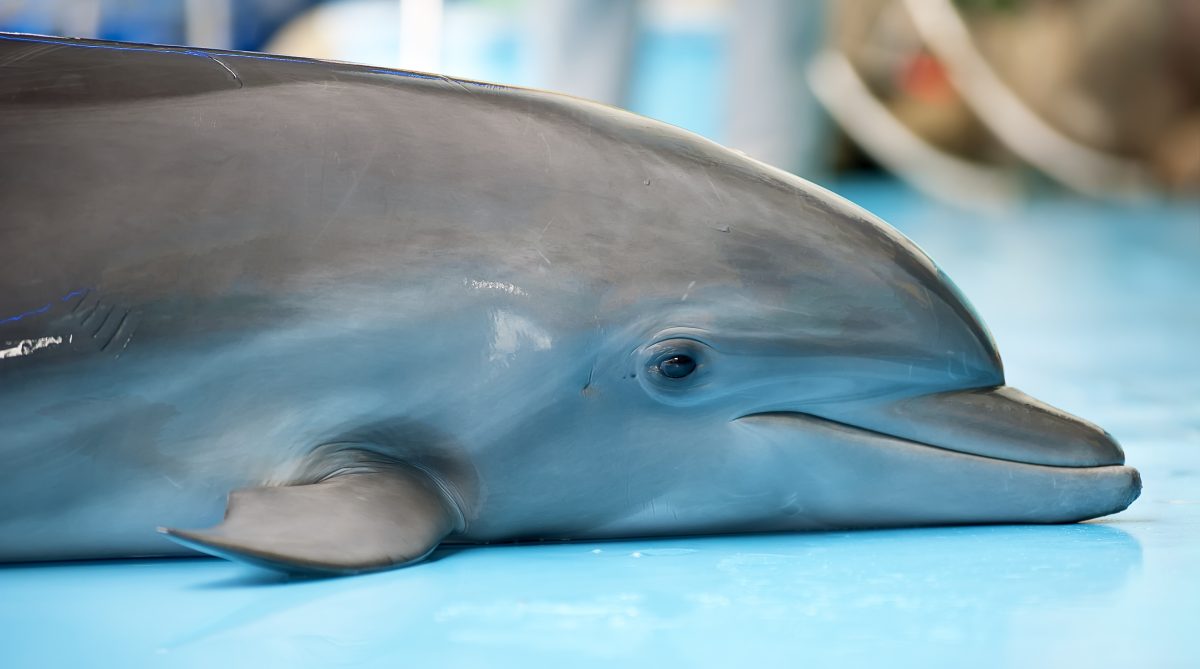 Angler holt Delfin-Baby für Instagram-Foto aus dem Wasser, kurze Zeit später ist es tot