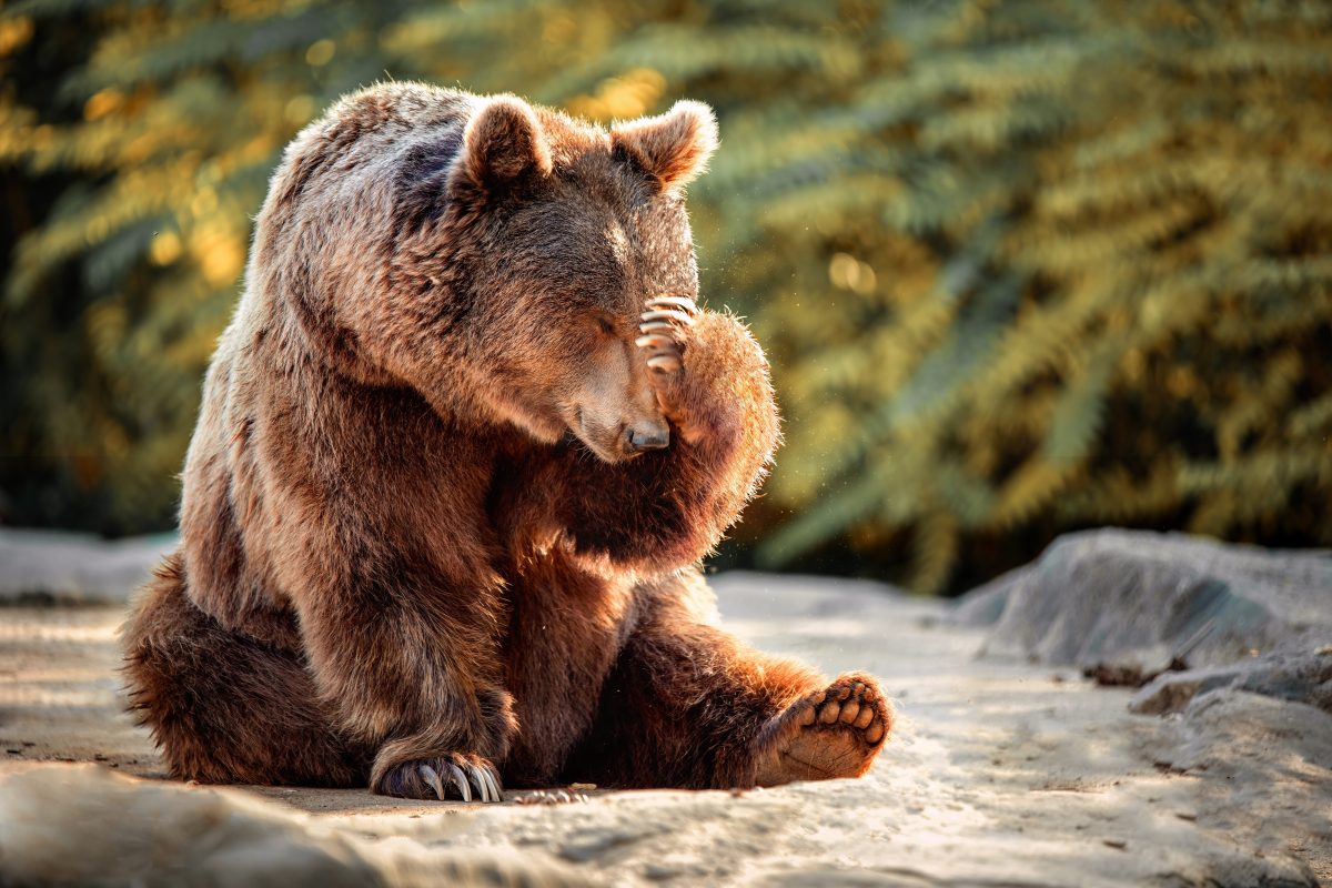 Tierischer Wedding Crasher: Bär stürmt Hochzeitsfeier