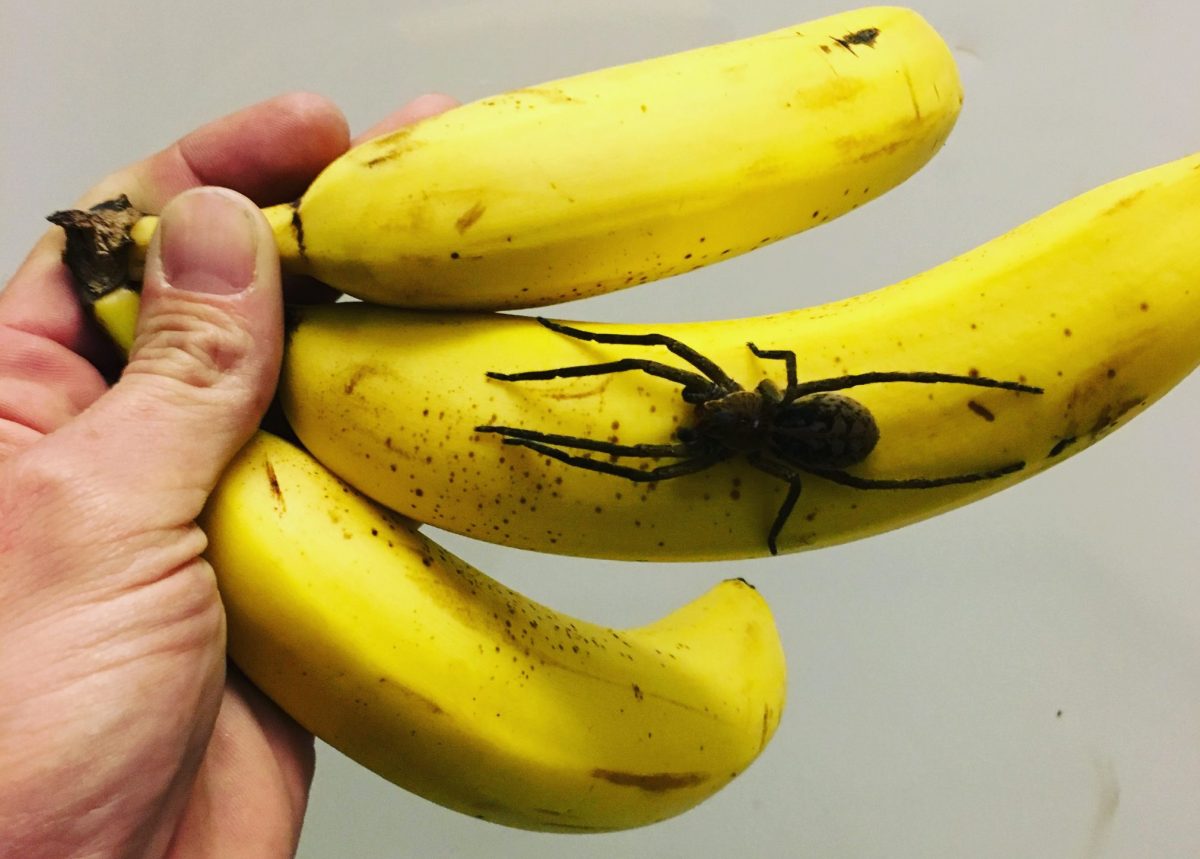 Spinne in Bananenkarton: Supermarkt in Krems wegen Suchaktion gesperrt