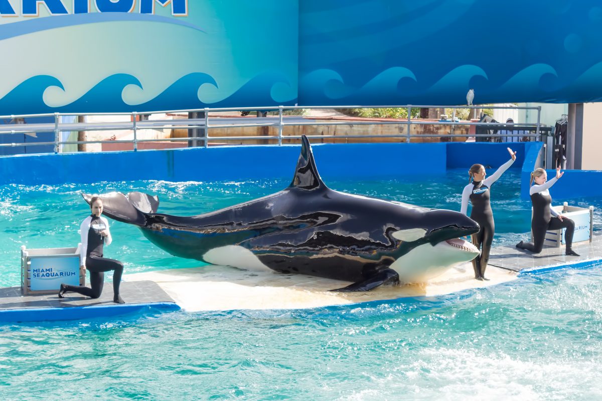 Nach mehr als 50 Jahren in Gefangenschaft: Orca Lolita stirbt vor Freilassung