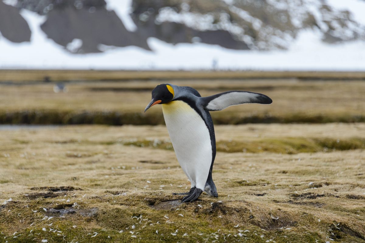 Königspinguin in Schottland ist jetzt Generalmajor