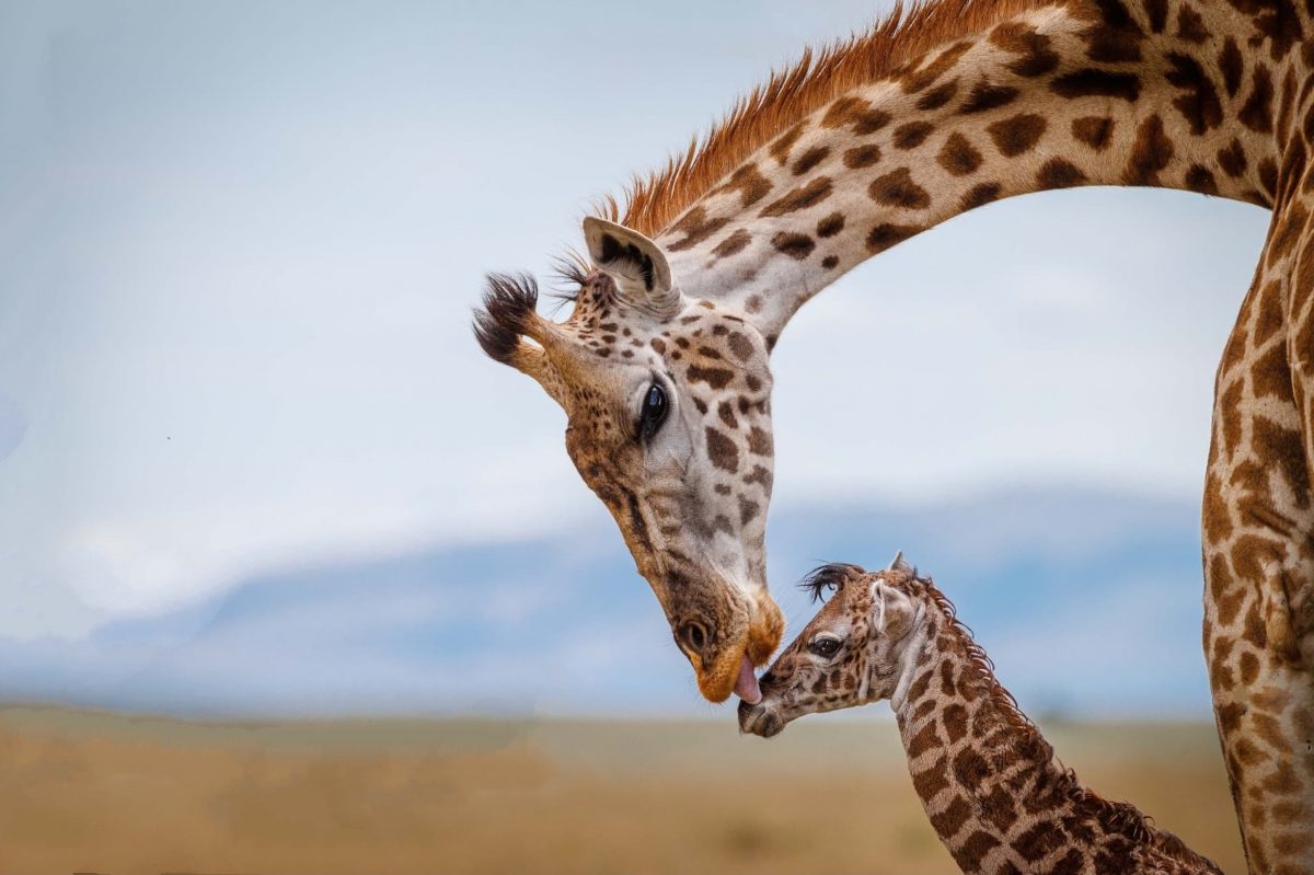 Tennessee: Weltweit einzigartiges Giraffen-Baby ohne Flecken geboren