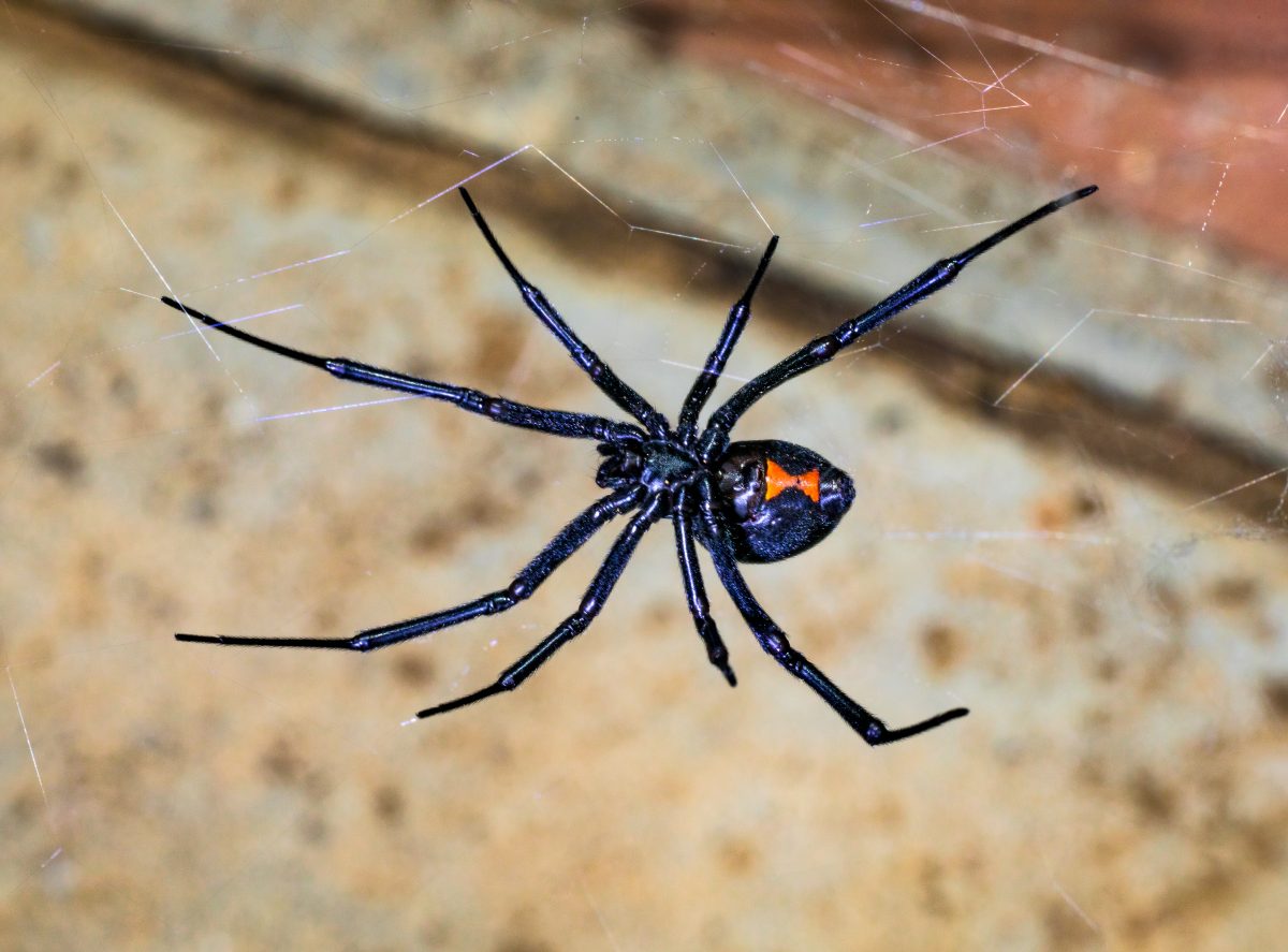 Kind lässt sich absichtlich von giftiger Spinne beißen, um Spiderman zu werden