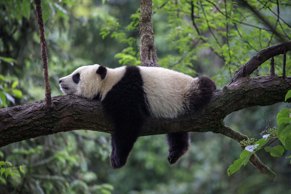 Pandas im Zoo leiden unter Jetlag – laut Studie
