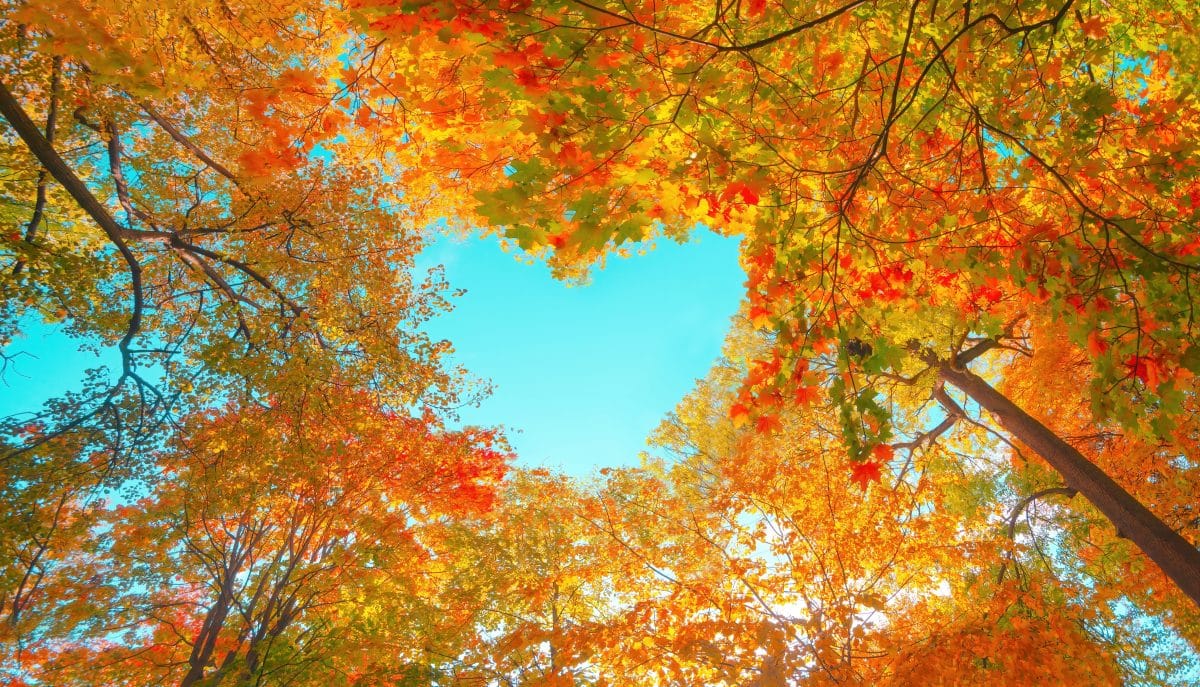 5 Dinge, auf die wir uns im Herbst am meisten freuen
