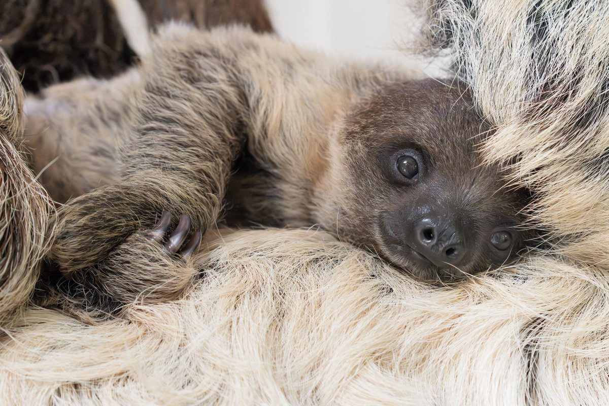 Weltfaultiertag: Tiergarten Schönbrunn feiert mit Faultier-Nachwuchs