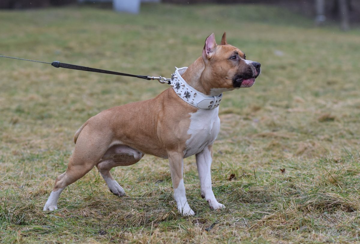 Hundeattacke: Joggerin in Oberösterreich getötet – Hund wurde eingeschläfert