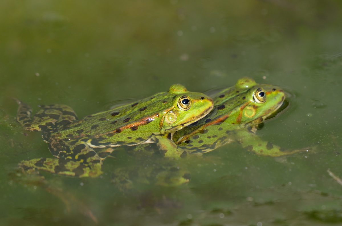 Weibliche Frösche stellen sich tot, wenn sie keine Lust auf Sex haben