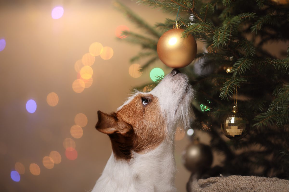 Weihnachten mit Haustieren: Auf diese Gefahren solltet ihr achten!