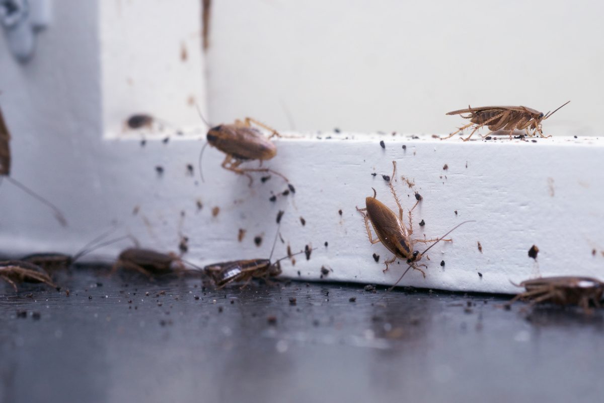 Wohnung explodiert nach Kakerlaken-Fund wegen zu viel Insektizid