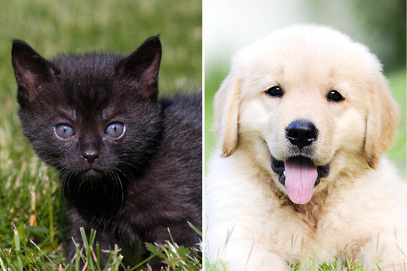 Dating-Trend: Warum „Black Cat“- und „Golden Retriever“-Energy als perfektes Liebes-Duo gefeiert wird