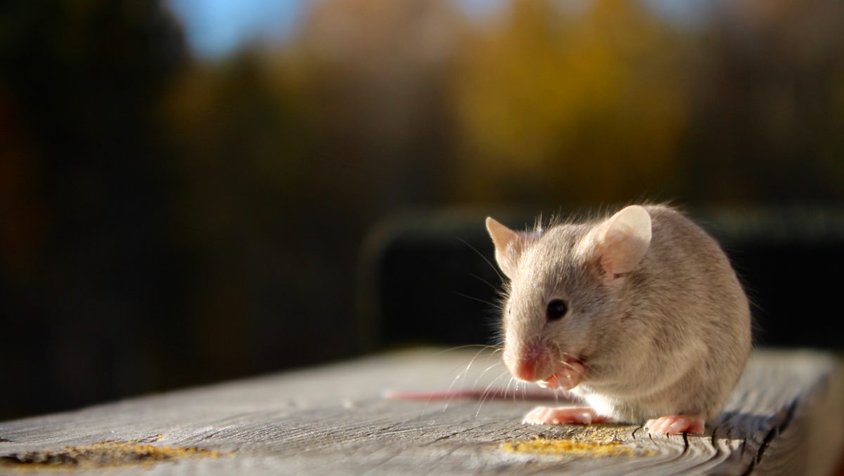 Video zeigt, wie eine Maus den Schuppen eines Mannes heimlich aufräumt