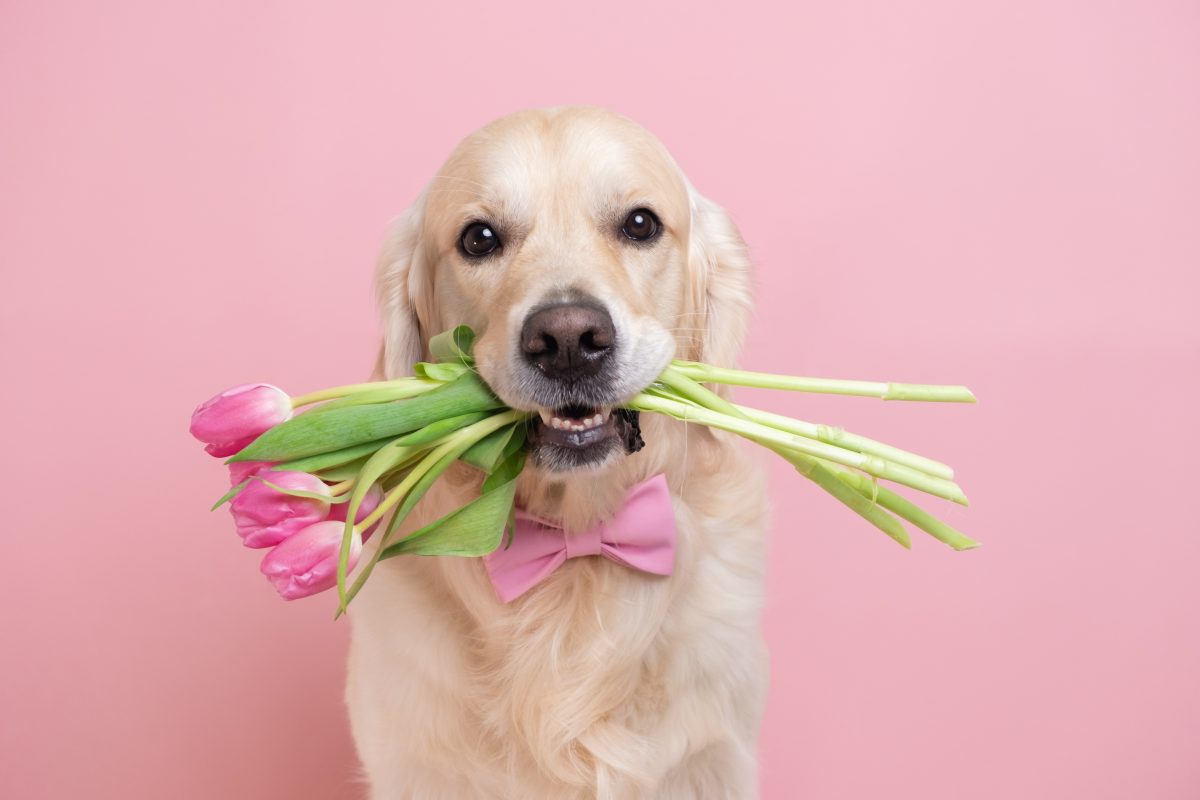 Diese Valentinstag-Geschenke können deinem Vierbeiner schaden