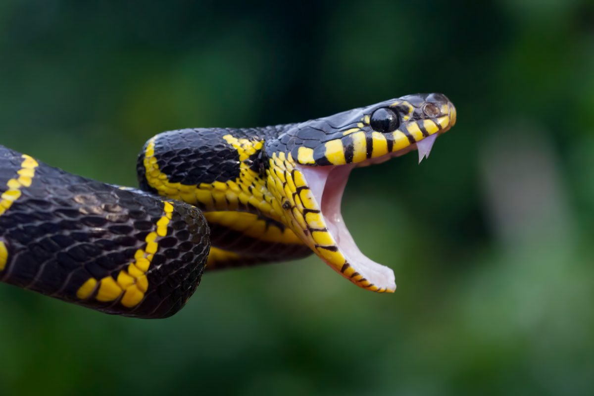 Australien: Mann will Kinder vor Giftschlange retten und wird zu Tode gebissen