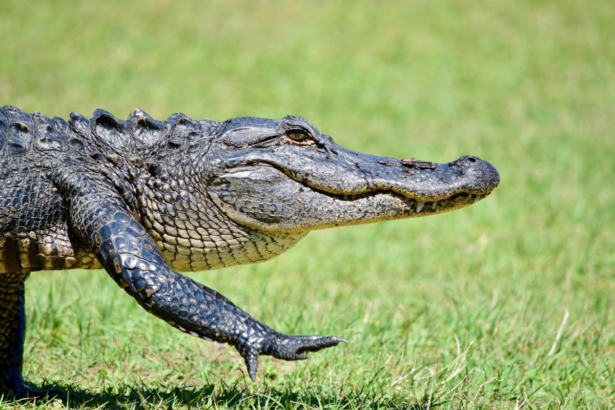 Mann lebt 34 Jahre mit Alligator als Haustier, jetzt haben Behörden das 300-Kilo-Reptil beschlagnahmt